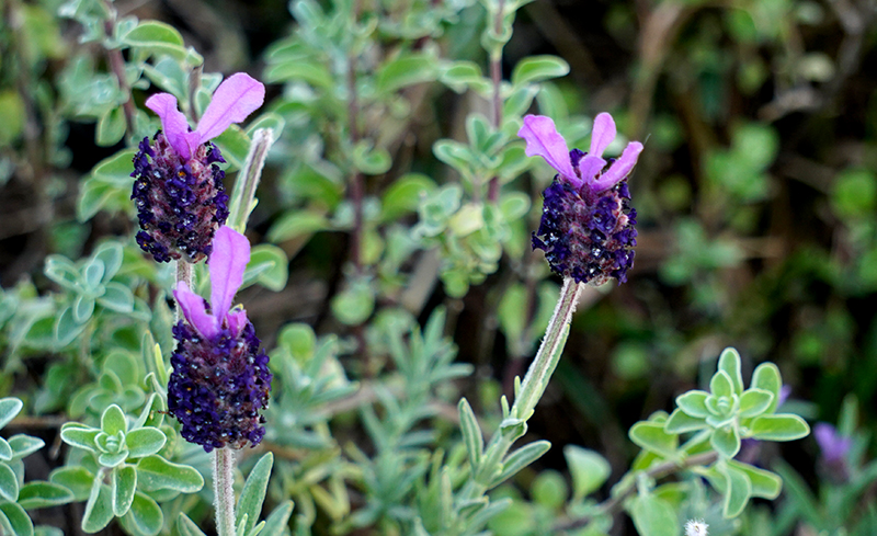 LavenderDSC00429-800