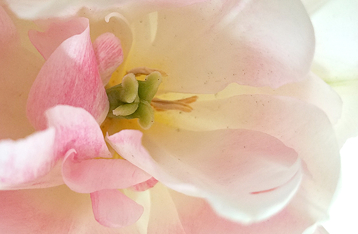 macro-tulip-700-20170502_162854