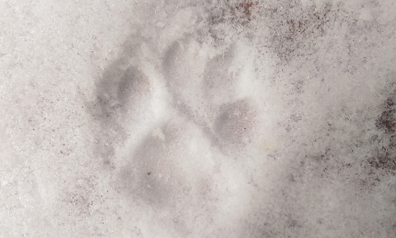 Puppy Prints