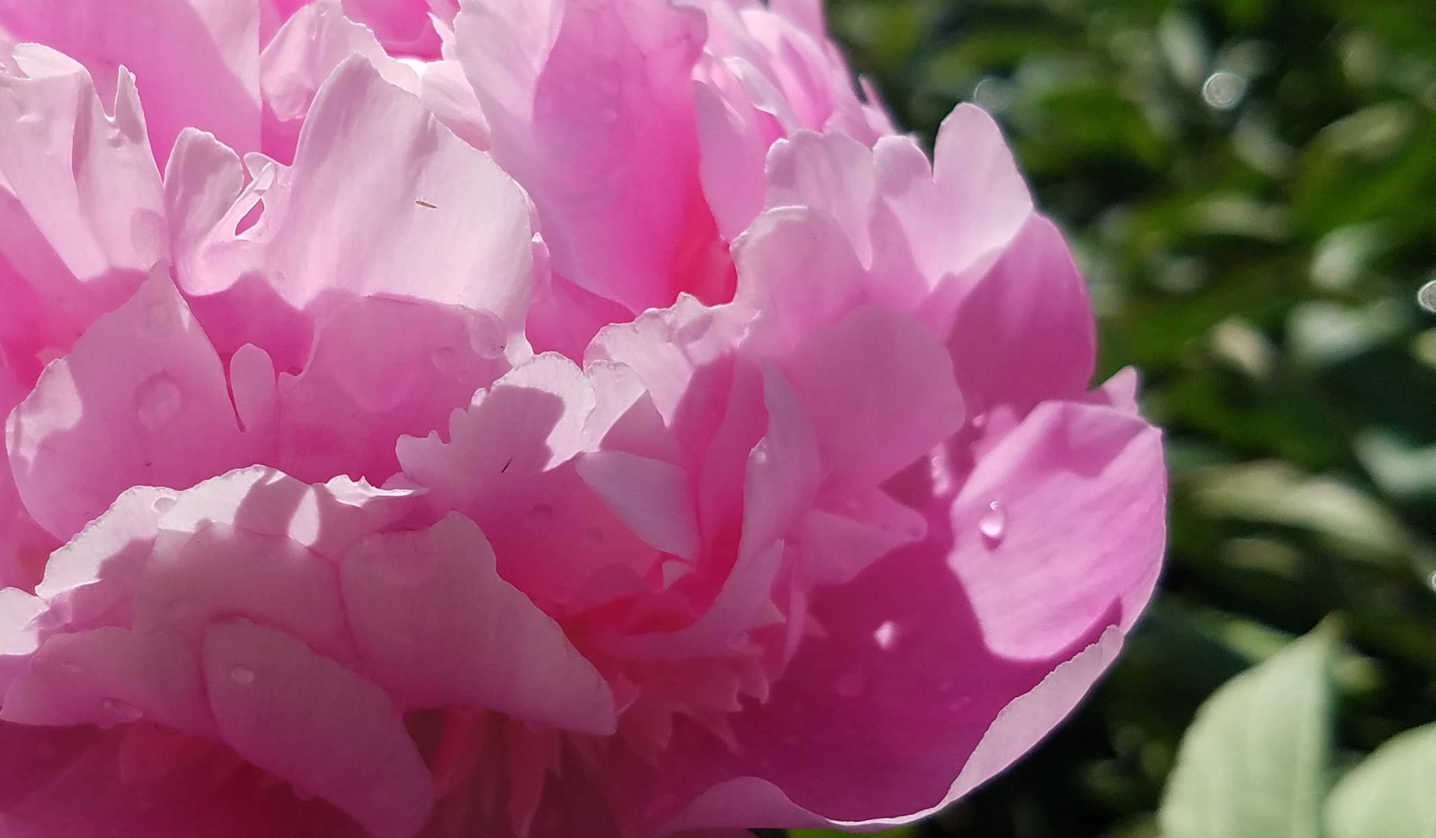 peony-20170527_113459
