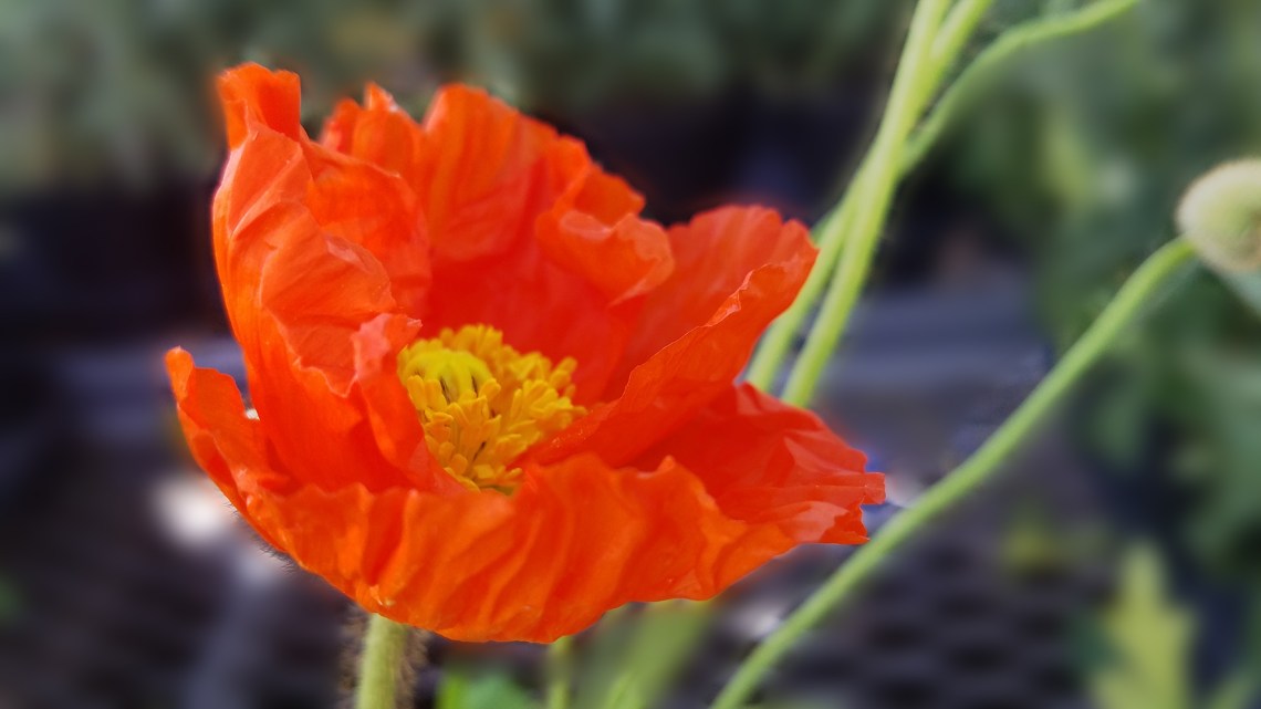 poppy20170527_113000-1000