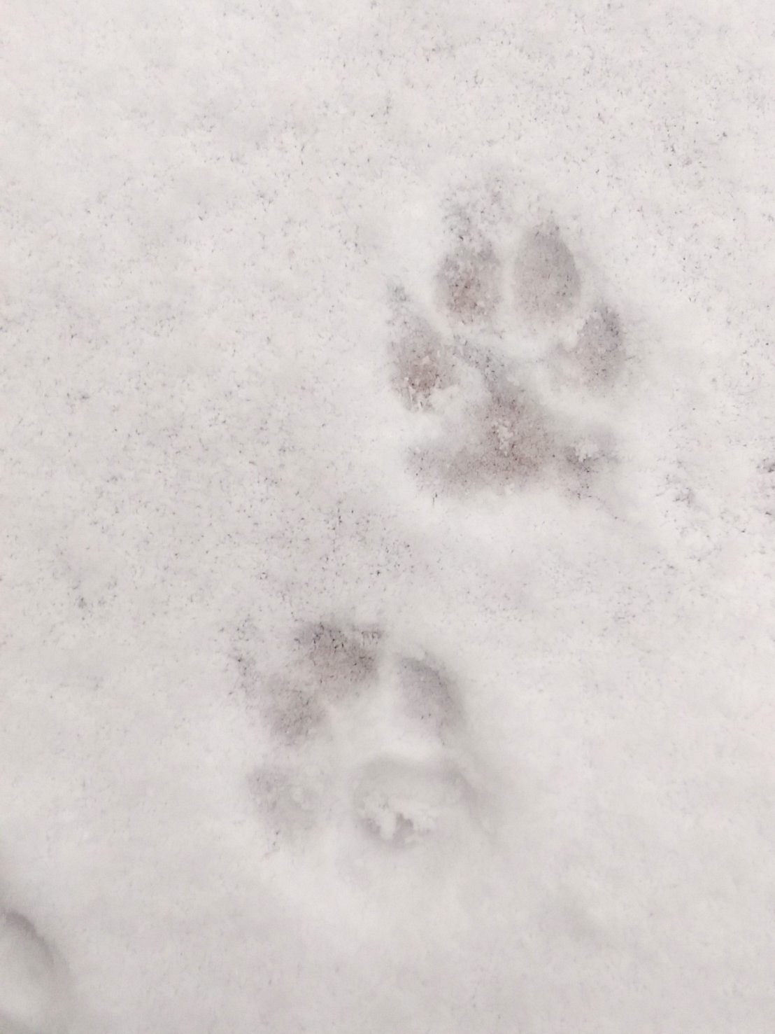 puppyprintsWP_20160119_001