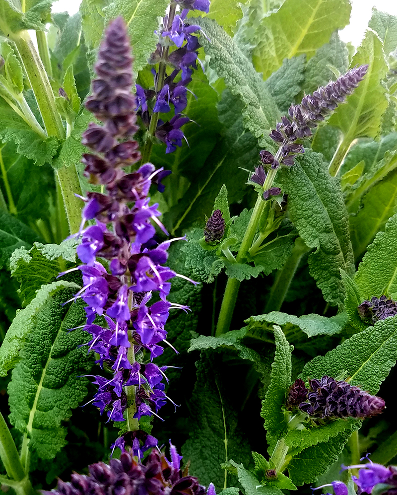 Flower of the Day – May 14,&nbsp;2017-Salivias