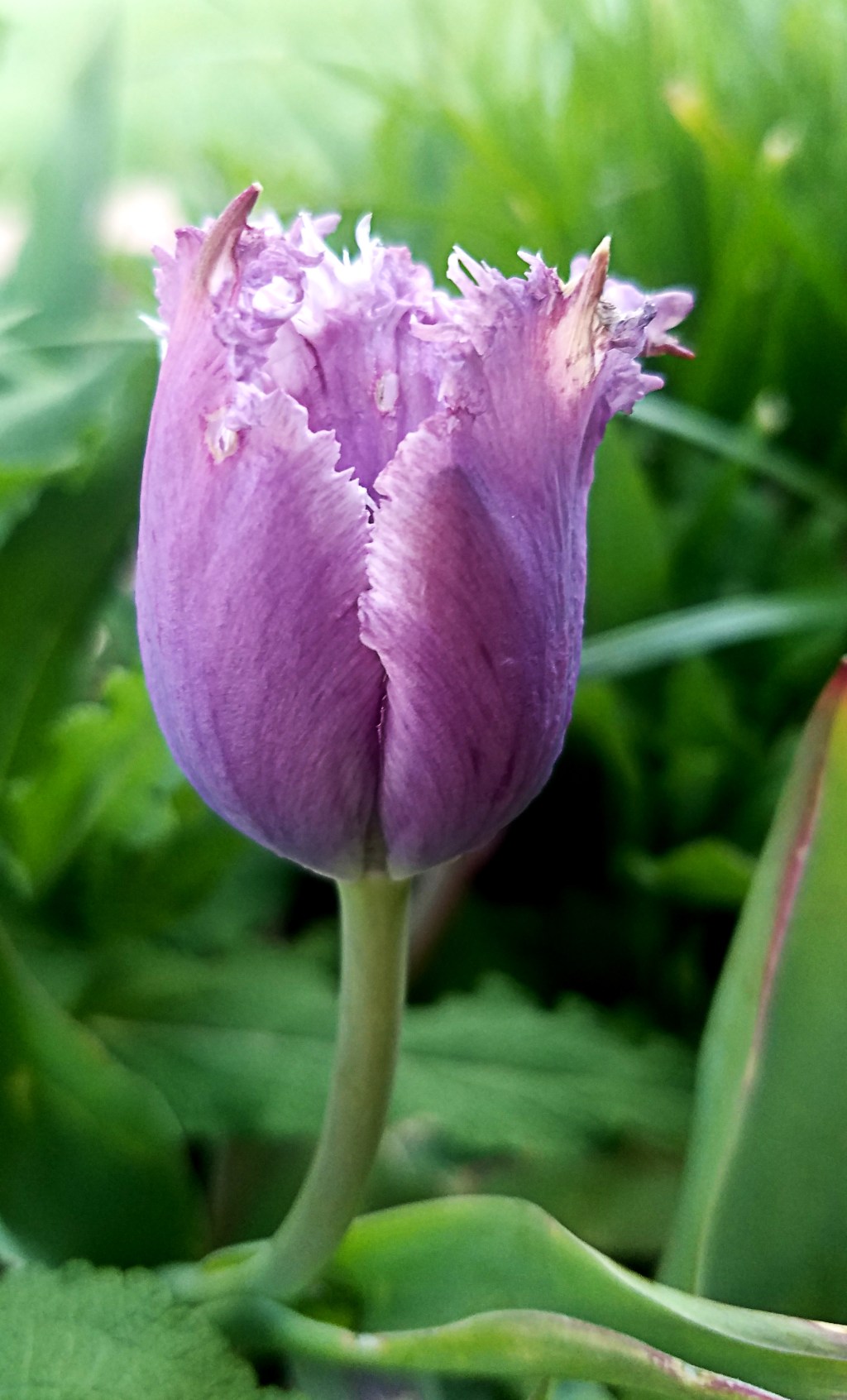 Flower of the Day-Tulip