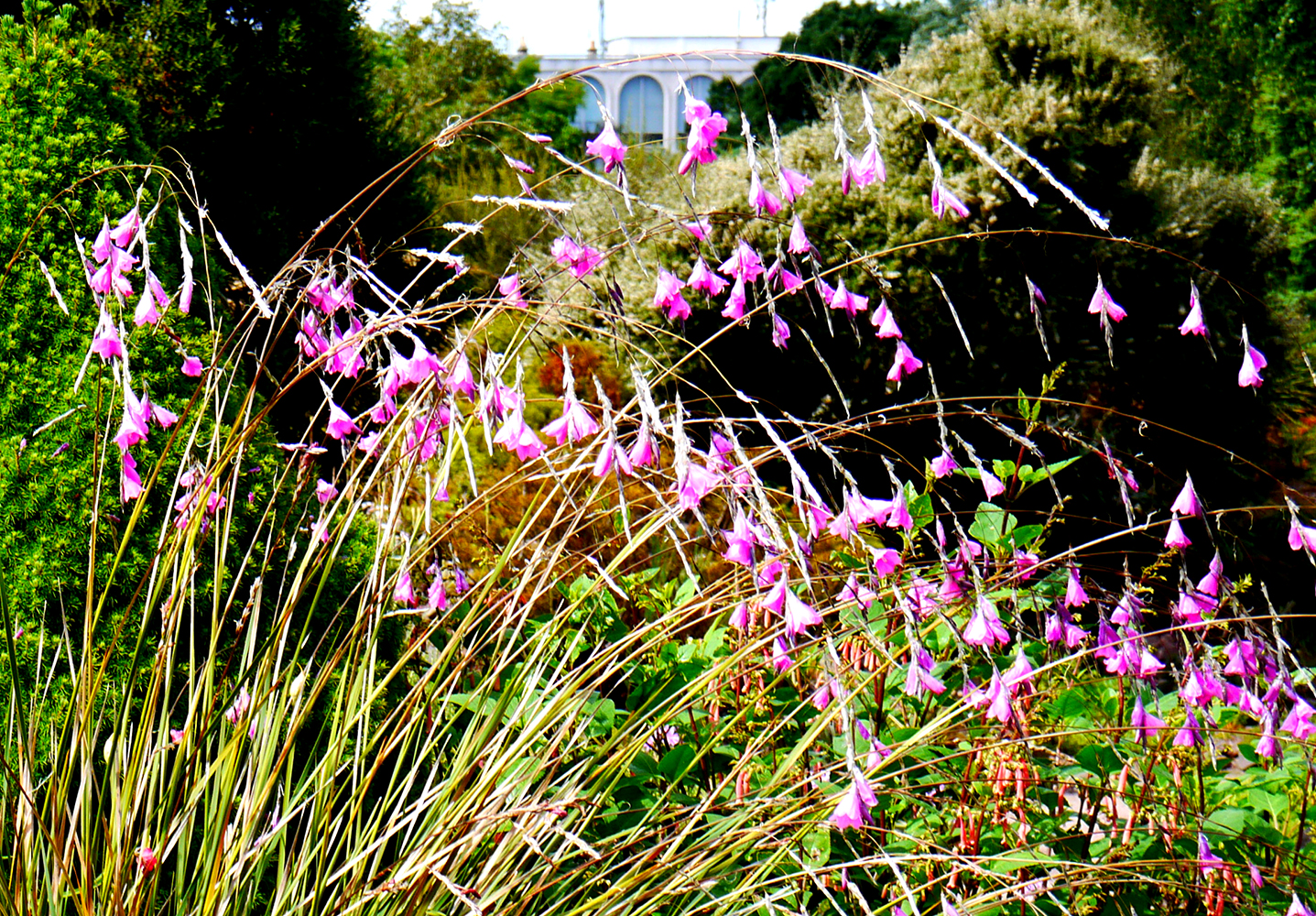 purpleflowers-scotland-P1000134-1000