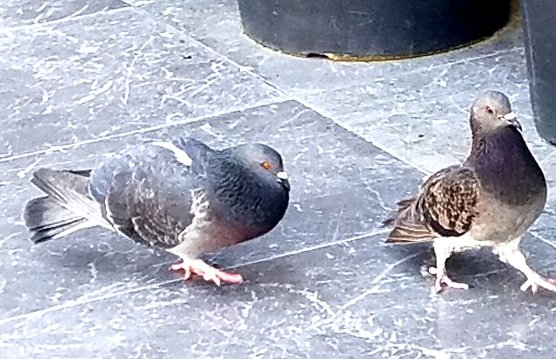 pursual-20170411_143644-800