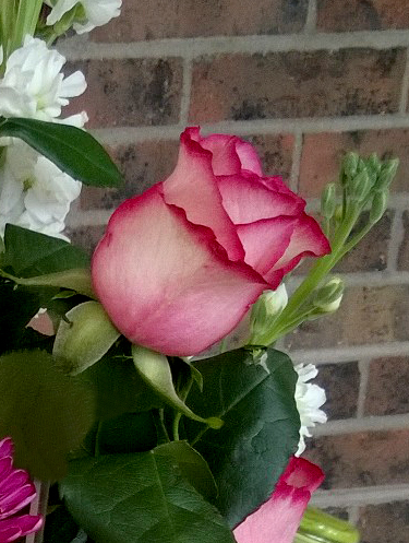 Flower of the Day – May 25, 2017 –&nbsp;Rose