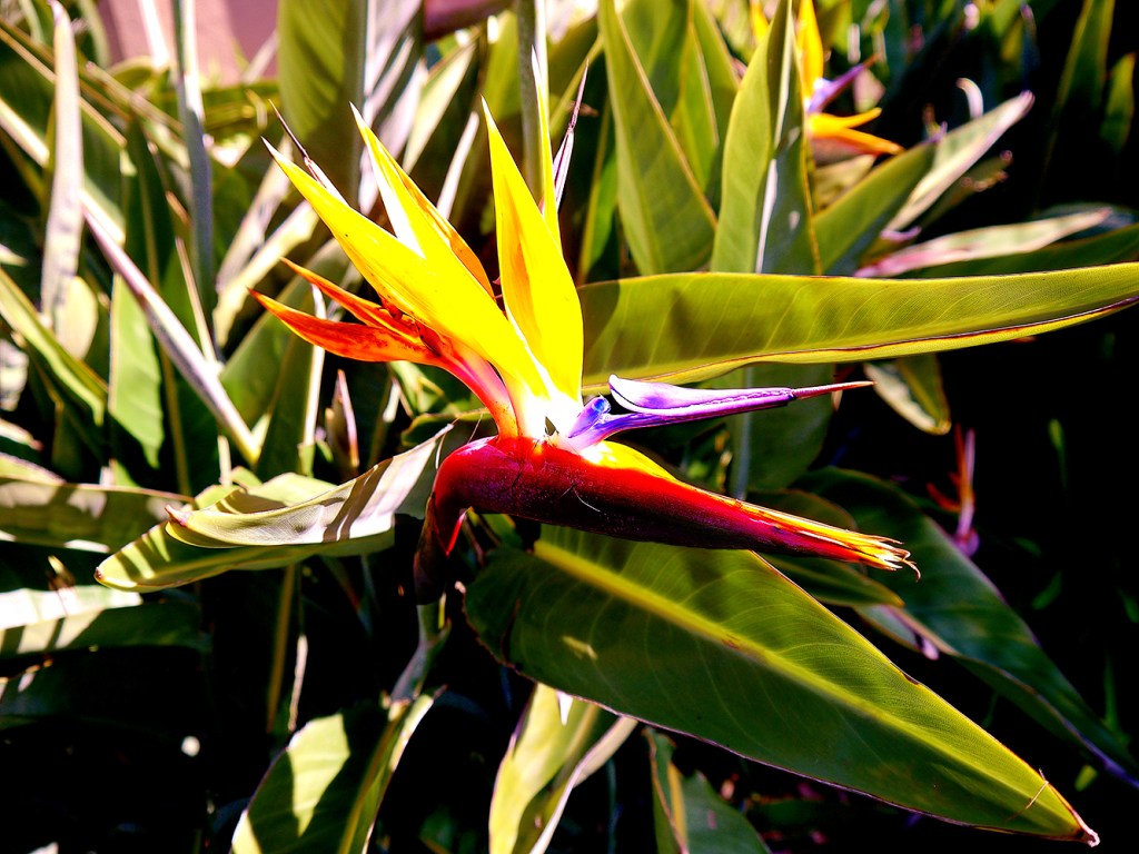 Flower of the Day – May 19, 2017 – Bird of&nbsp;Paradise