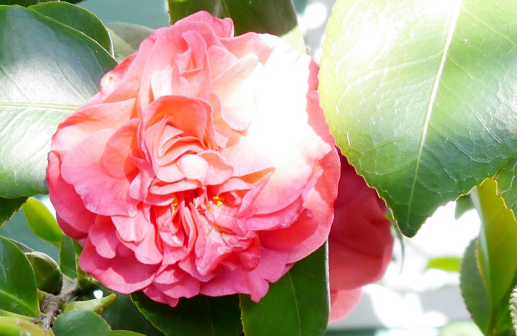 California Bloomin’