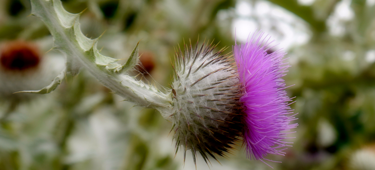 ScottishThistle-P1000222-500