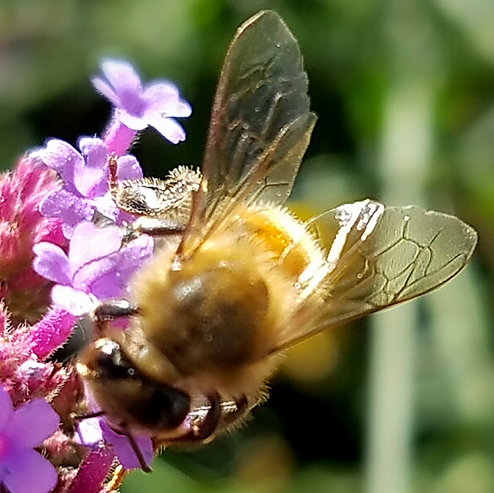 texture20161022_174745-macrobee-1000