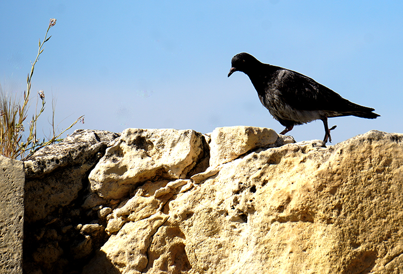 theraven-DSC00202-800