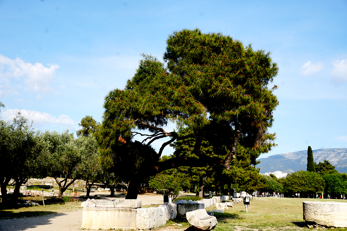 TreelinedPathofTemple of Zeus-DSC00334-800