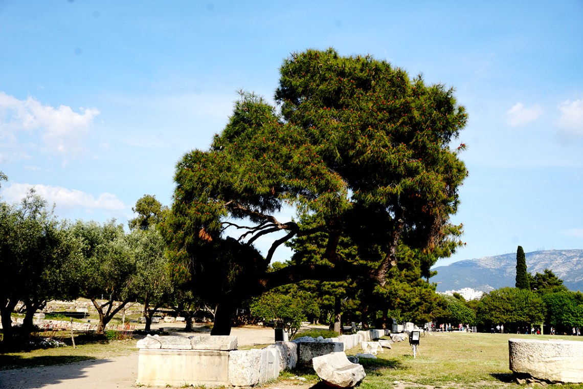 TreelinedPathofTemple of Zeus-DSC00334-800