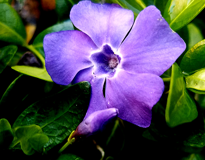 vinca-800-20170503_183043