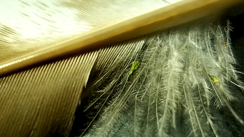 VisitingAngels-800-20170502_162325