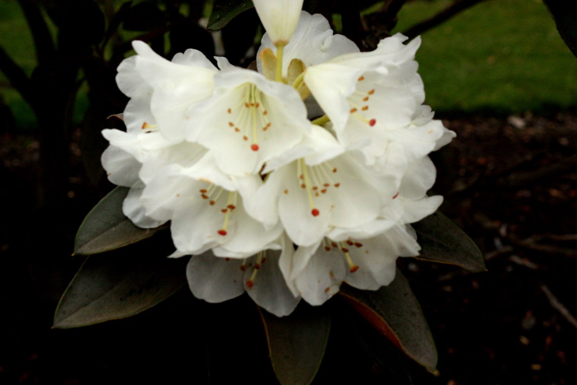 whiteflowers-1000-20090406_180