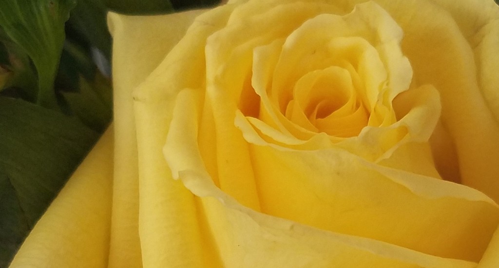 Flower of the Day – May 16, 2017&nbsp;–Rose