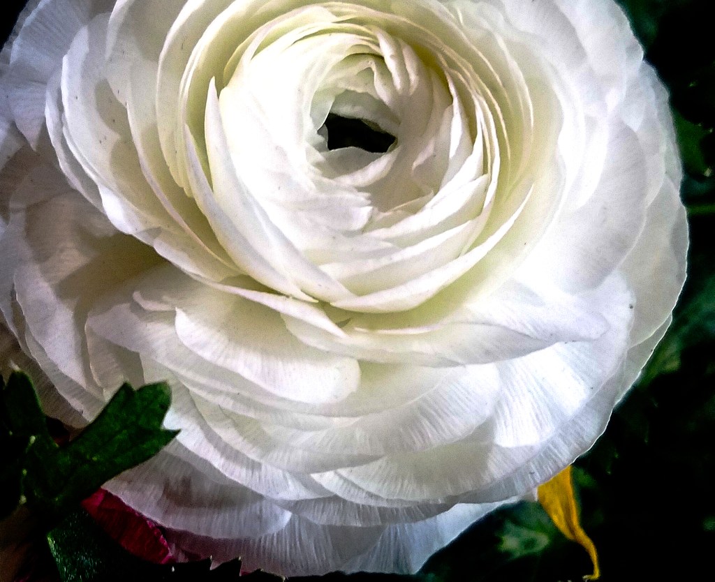 Flower of the Day – June 21, 2017&nbsp;–Calendula