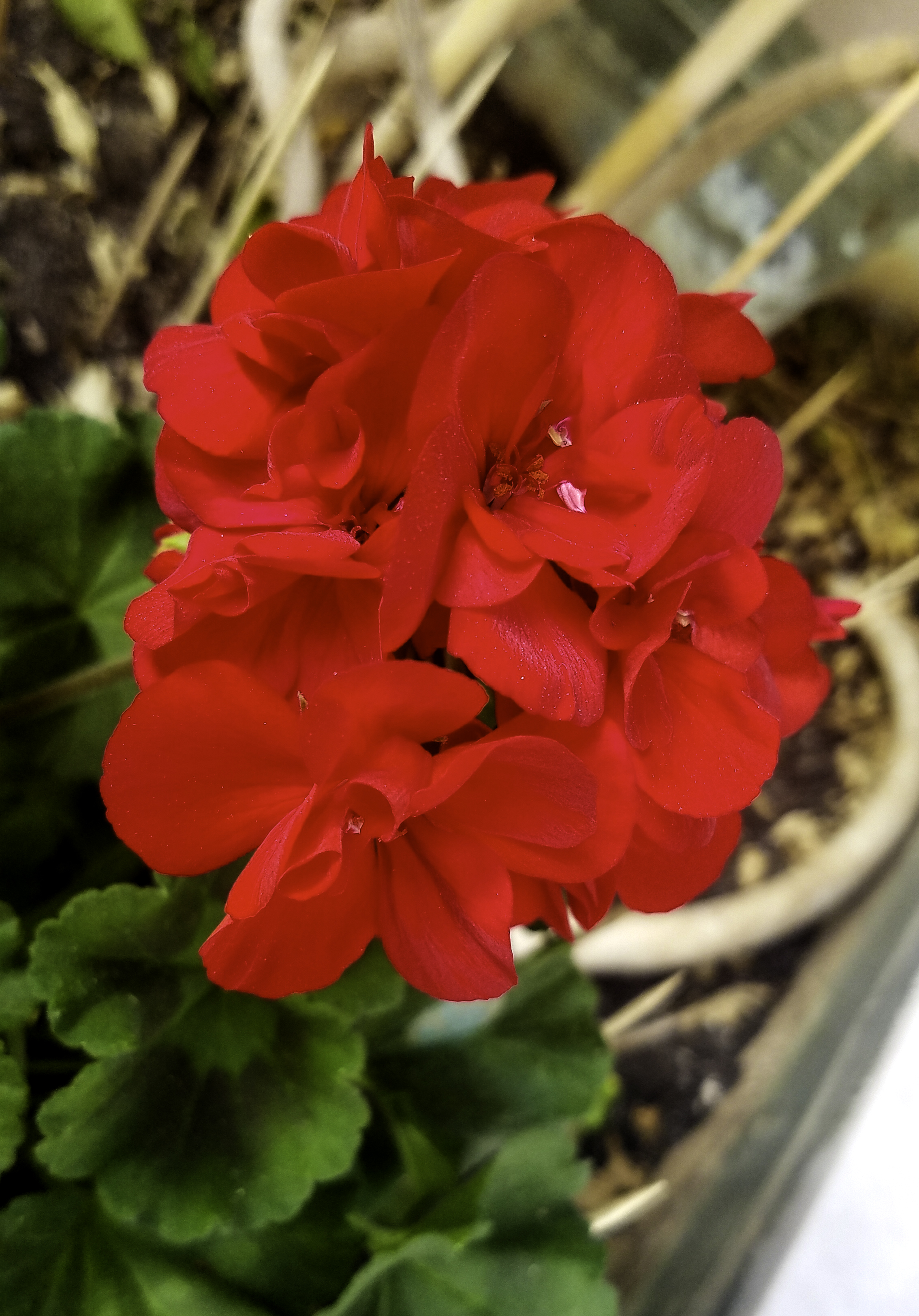 20170410_170510-geranium