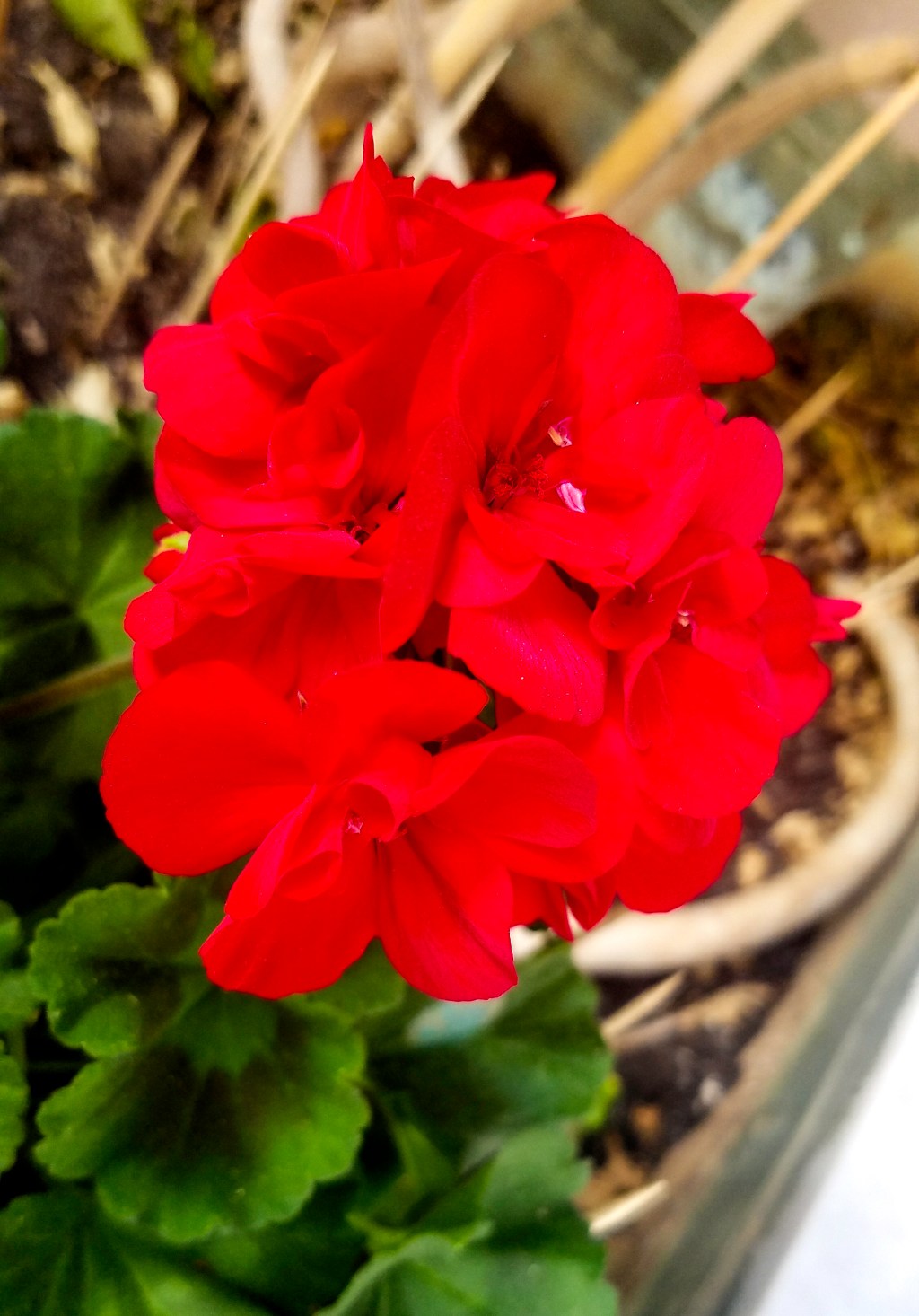 Flower of the Day – June 20, 2017&nbsp;–Geranium