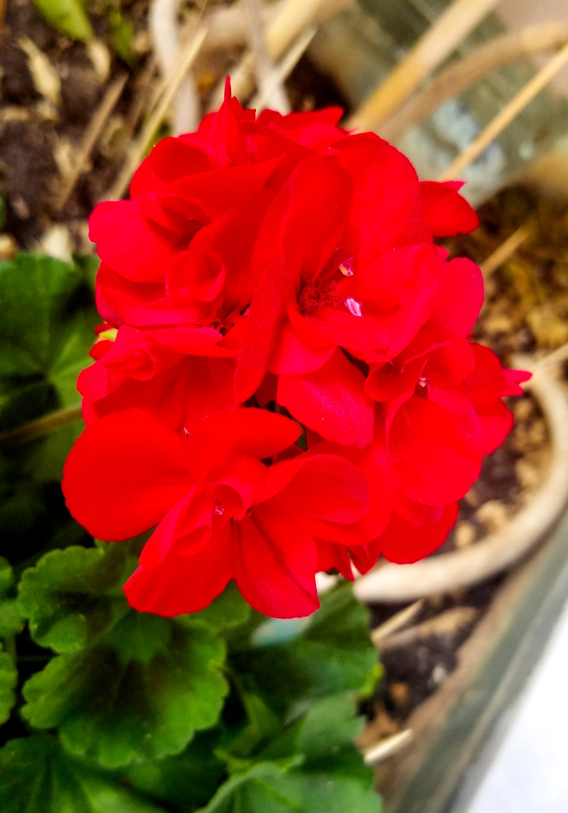 20170410_170510-geranium