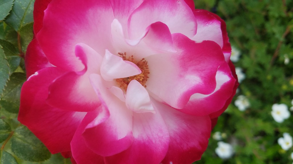 Flower of the Day – June 7,&nbsp;2017-Rose