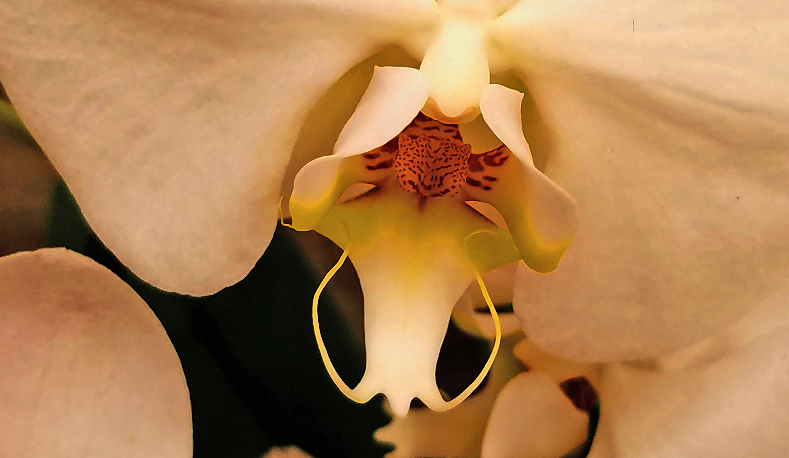 35071523292_orchid