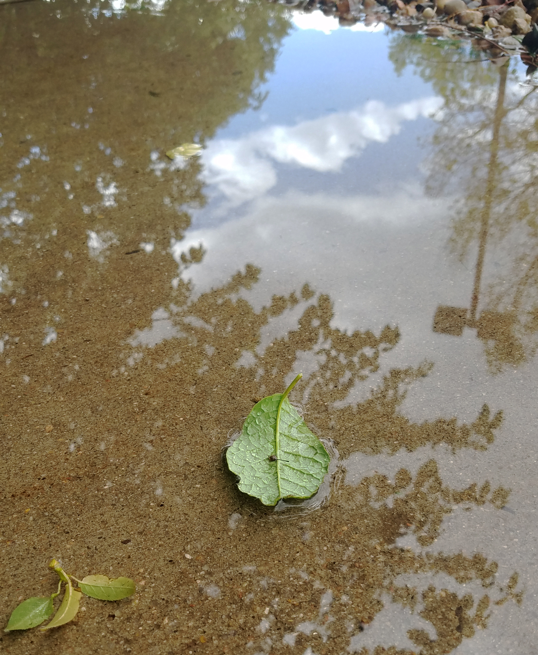 aftertherain