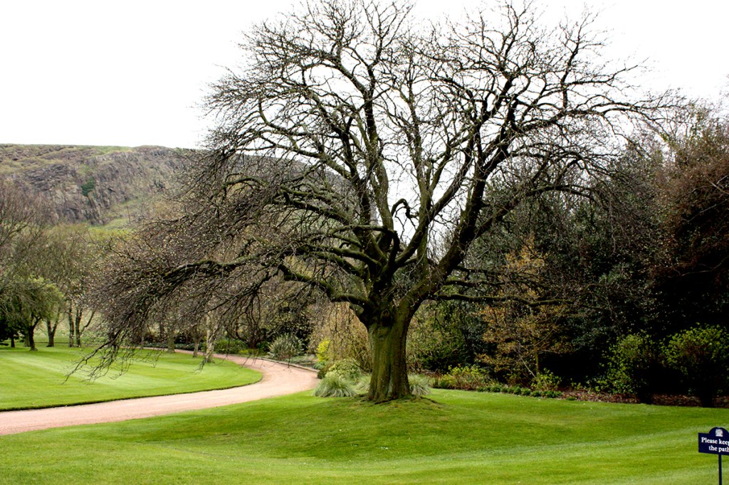 Sunday Trees –&nbsp;291