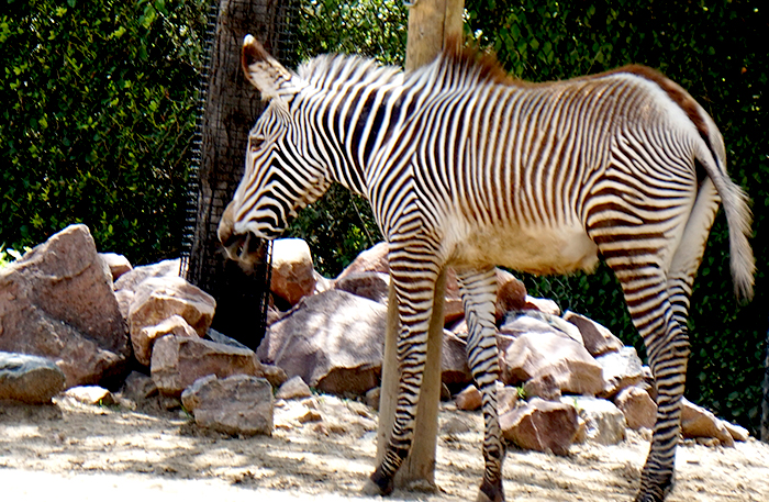 babyzebraDSC00743-800