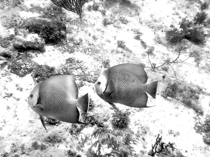 Black & White Photo&nbsp;Challenge