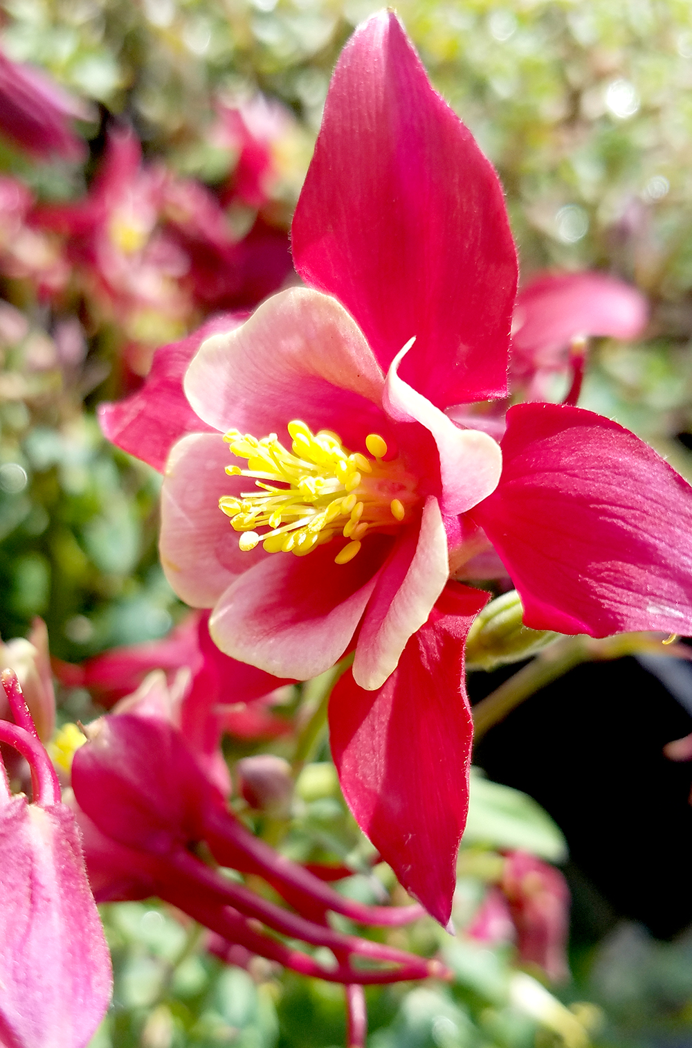 Flower of the Day – June 19, 2017&nbsp;–Clematis