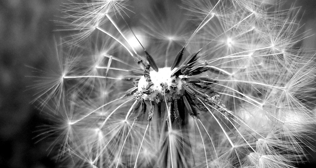 Macro Moments Challenge #39: Black and&nbsp;White