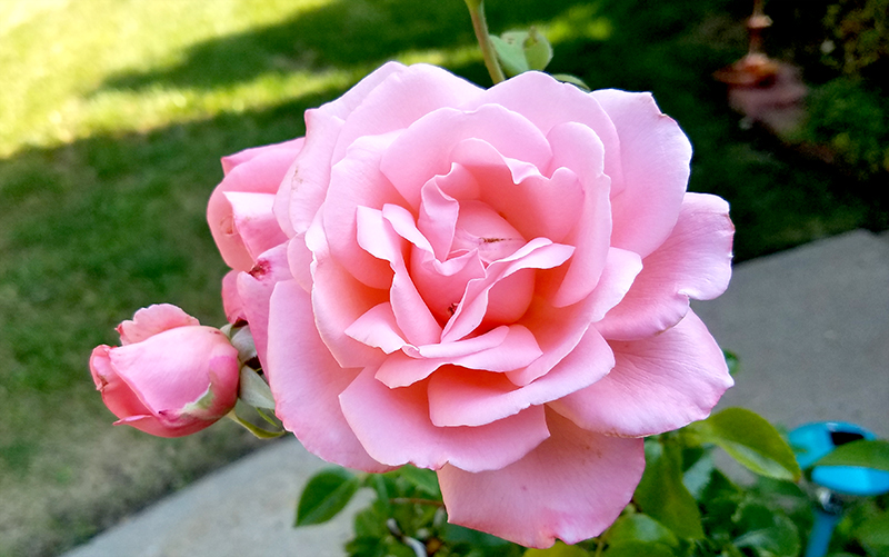 Flower of the Day – June 28, 2017-Favorite&nbsp;Rose