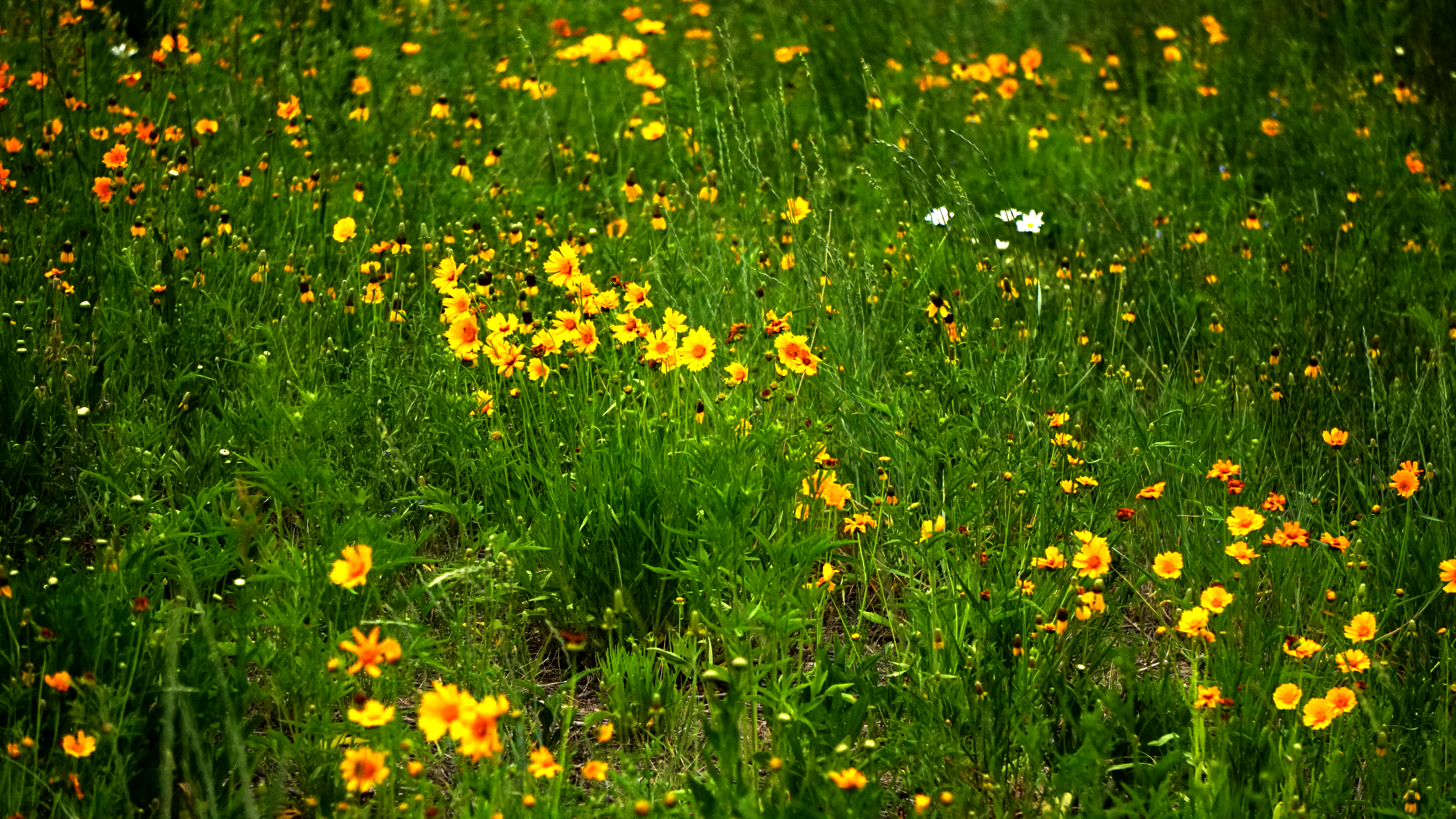 fieldofflowers-DSC02512