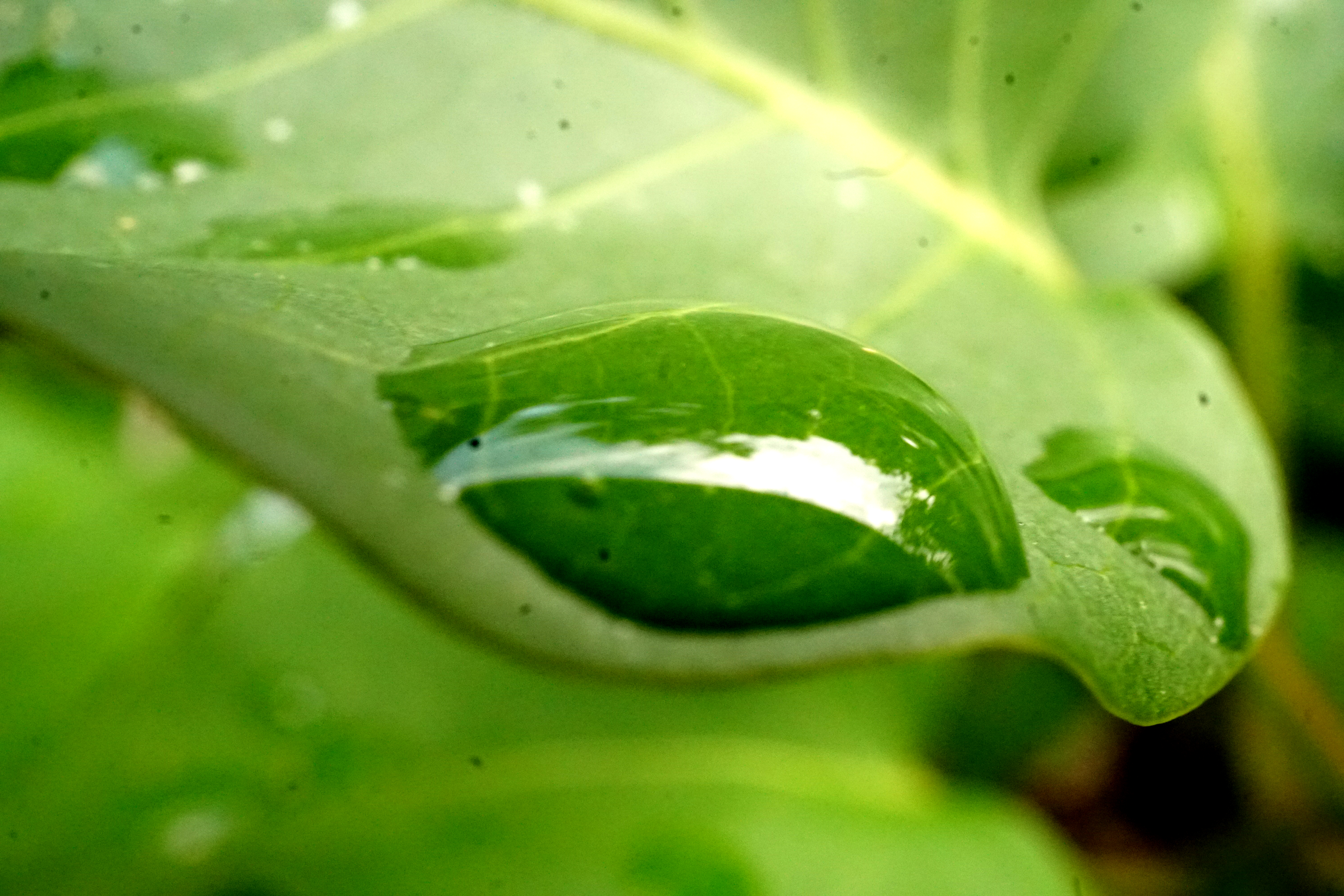 focus-waterdroplet-DSC00654