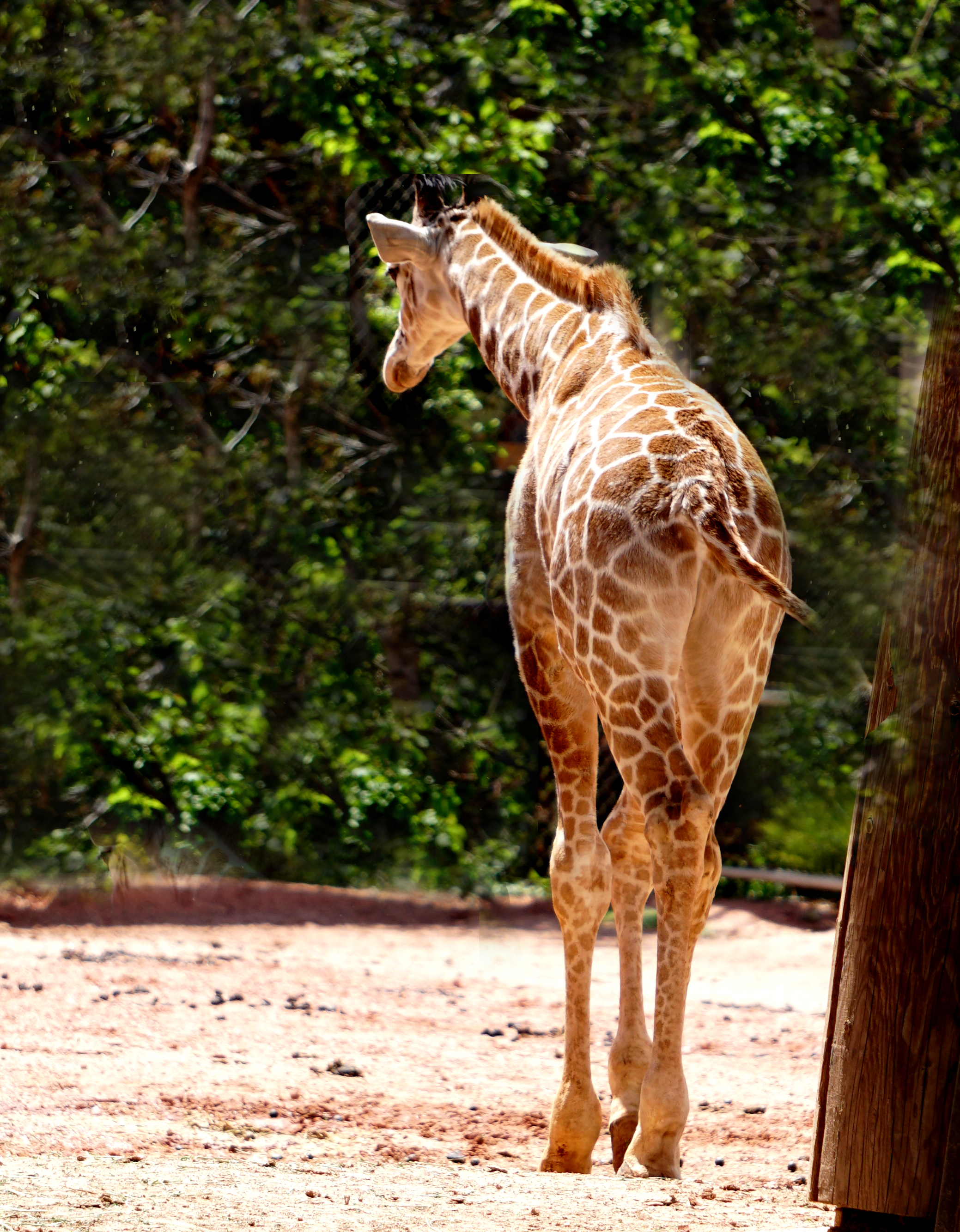 giraffe-DSC00775