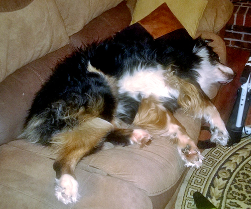 He Owned the&nbsp;Sofa!