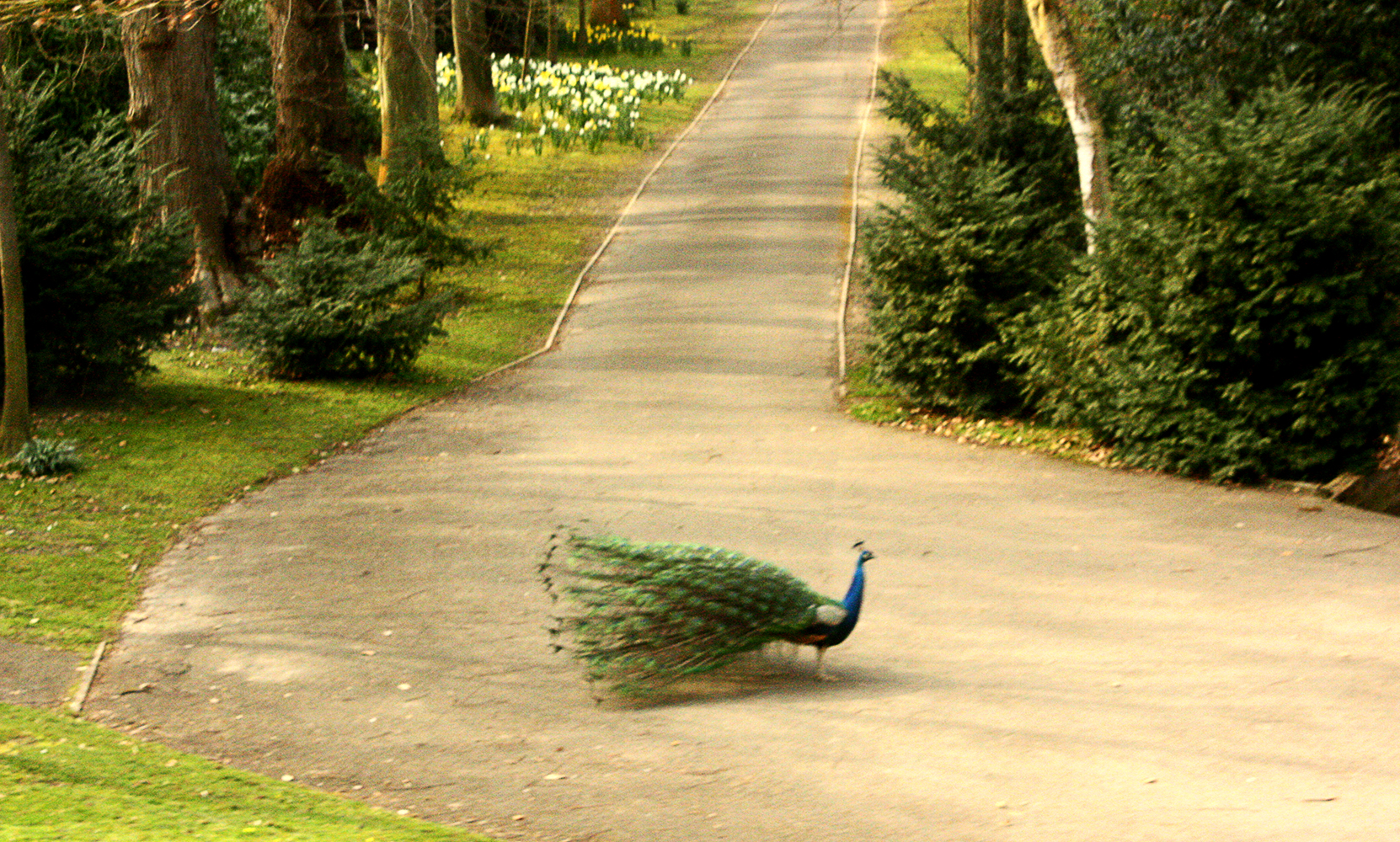 LeedsCastlePeacockIMG_2873-1000