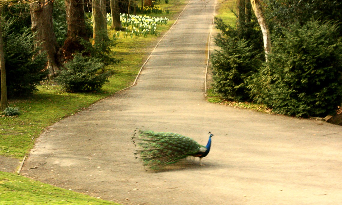 LeedsCastlePeacockIMG_2873-1000