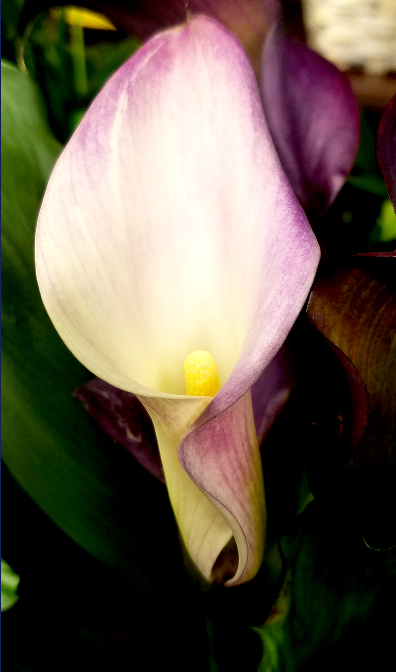 lilyfloral06112017-800