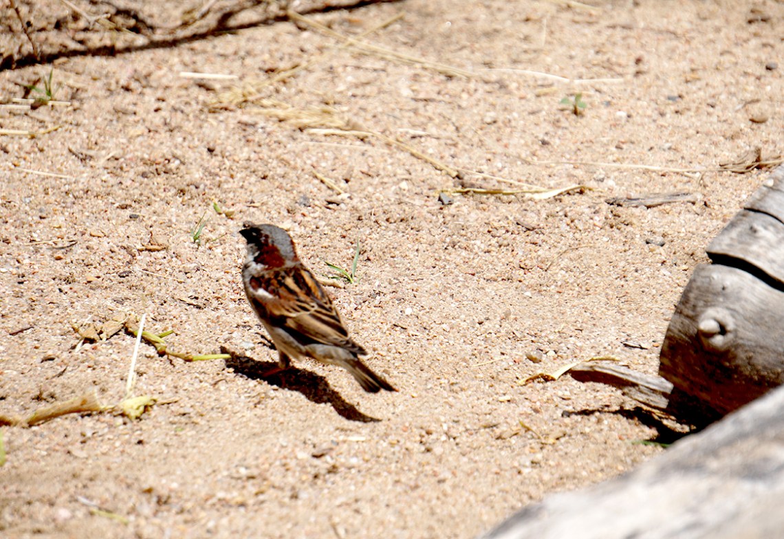 littlebird-DSC00721-800