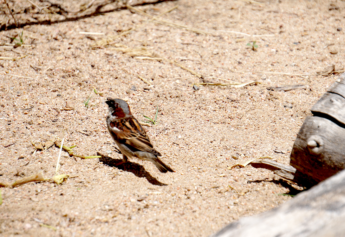 littlebird-DSC00721-800