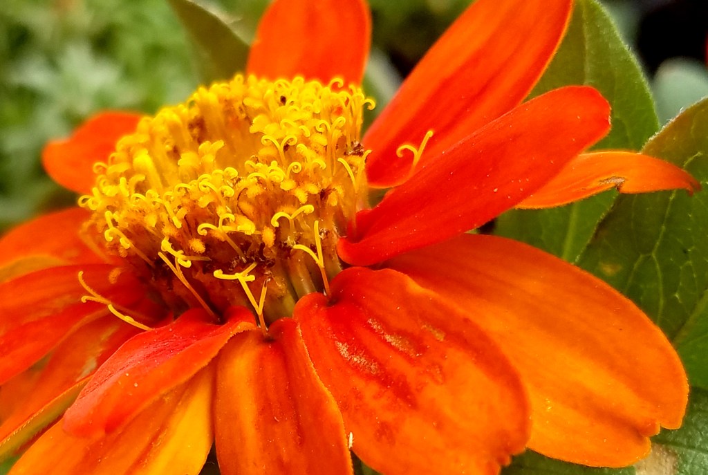 Flower of the Day – June 24,&nbsp;2017