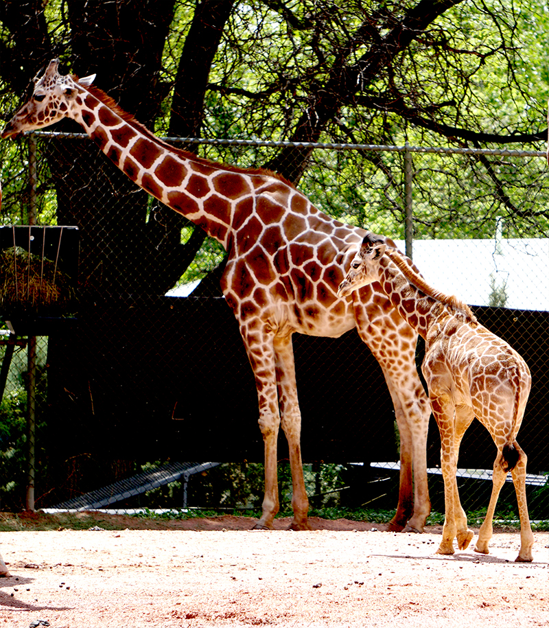 momandbabyDSC00777-800