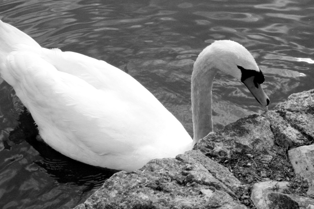 Cee’s Black & White Photo&nbsp;Challenge