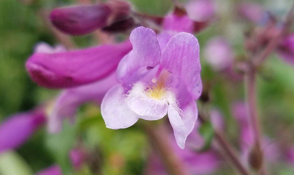 Pretty Purple Penstemon