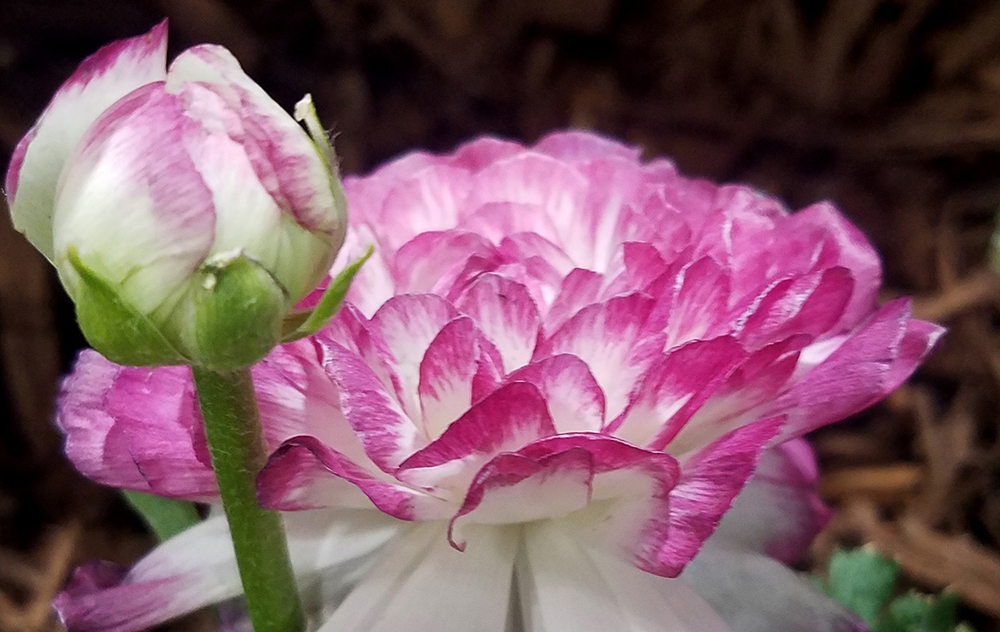 peony-1000-20170205_162656 1