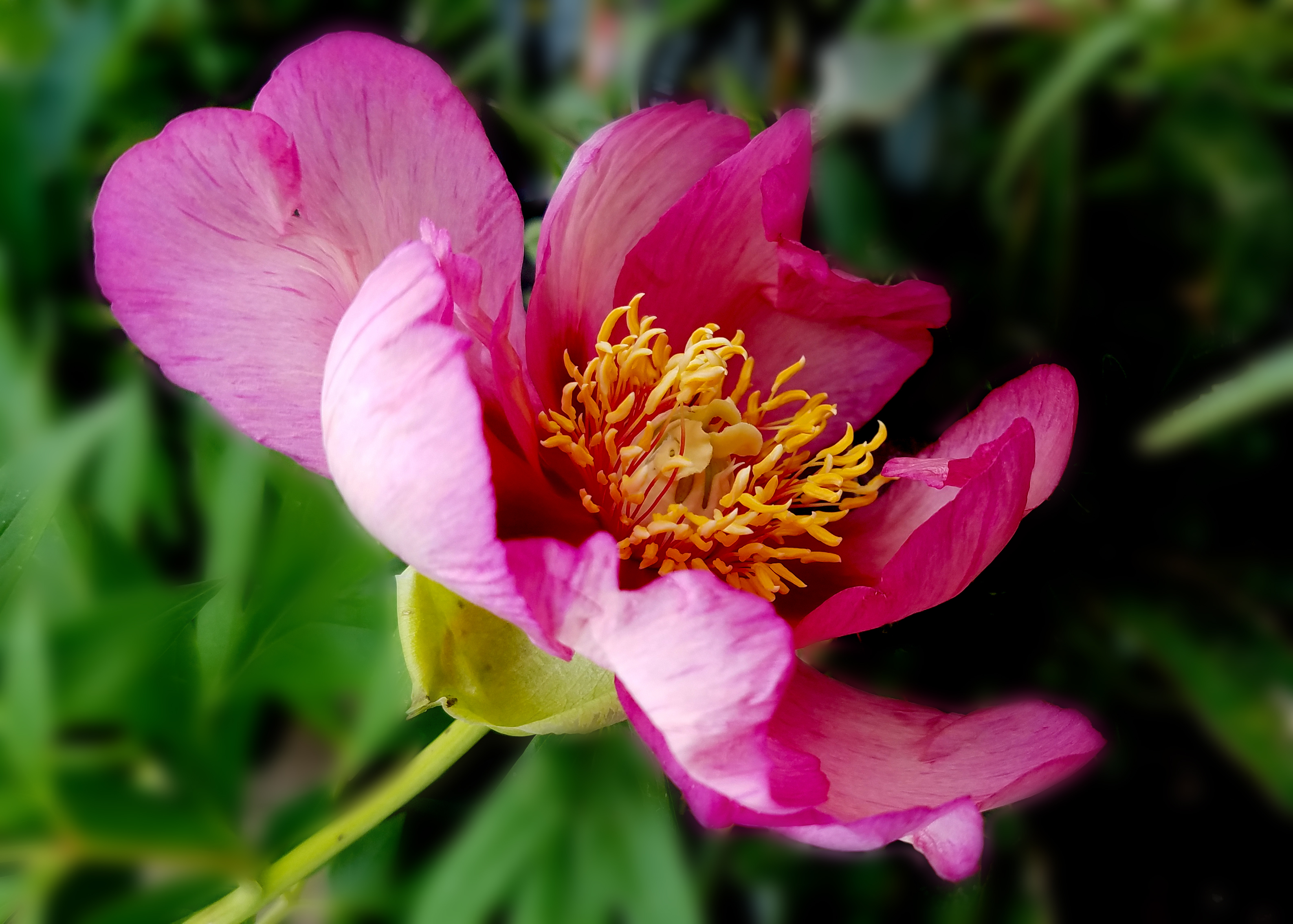 peony20170529_160409